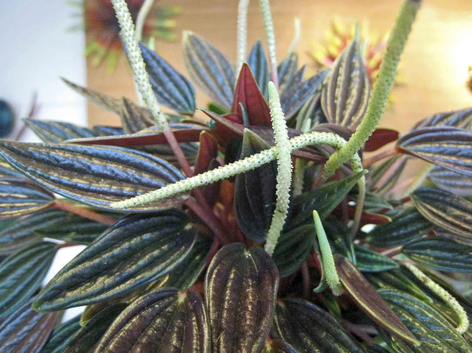Emerald Ripple Peperomia (Peperomia Caperata) — be mindful to incorporate well-draining soil; resembling ripples across a serene pond