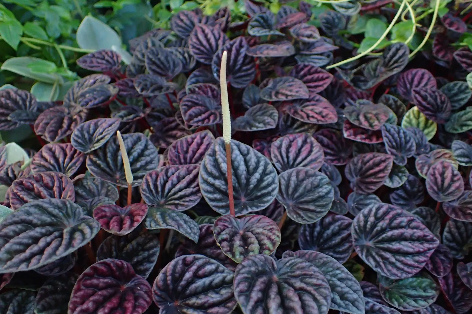 Emerald Ripple Peperomia (Peperomia Caperata) — Peperomia caperata is generally pest-resistant and requires little maintenance; are susceptible to root