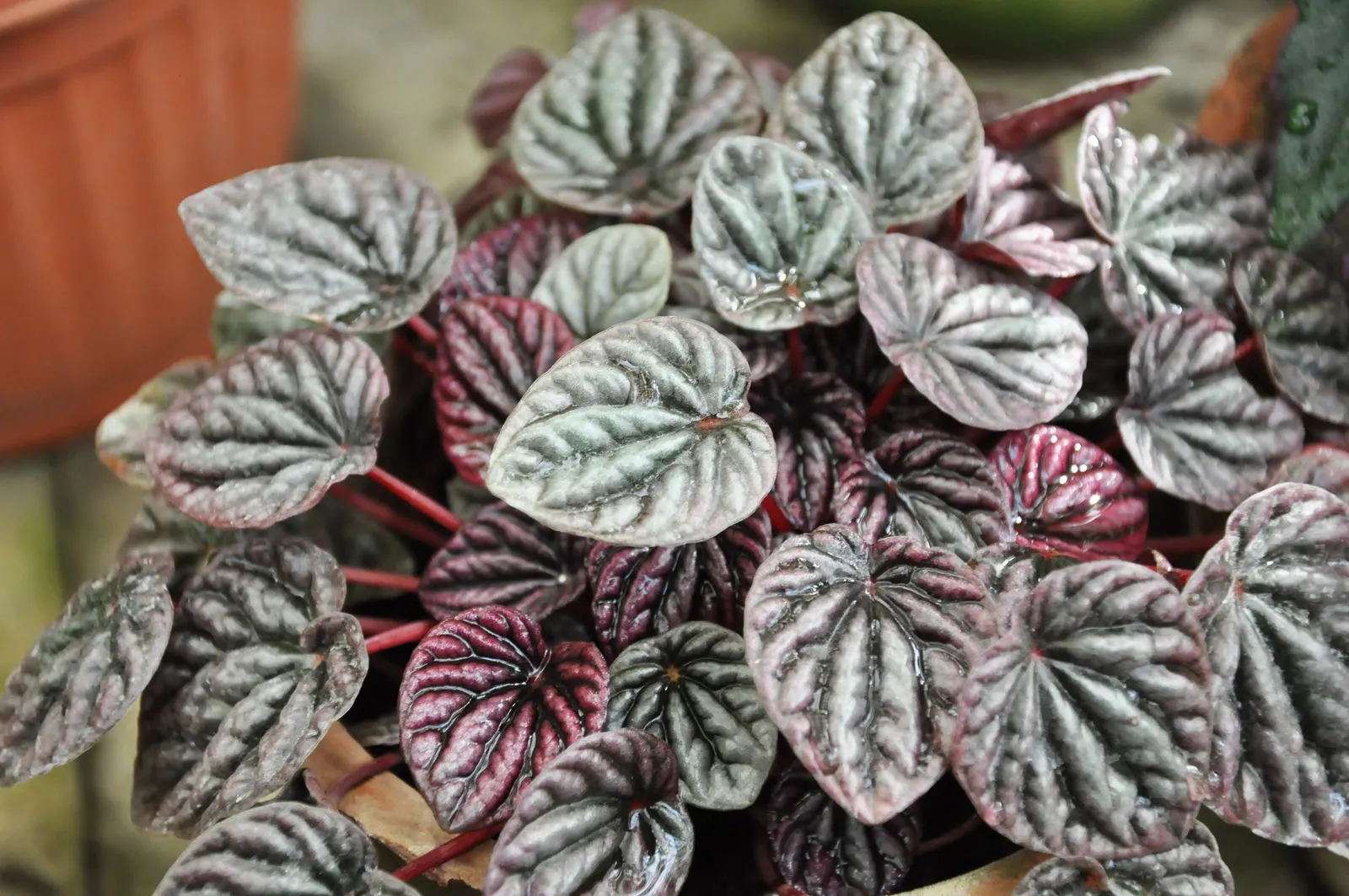 Emerald Ripple Peperomia (Peperomia Caperata) — This herbaceous perennial is celebrated for its rich; stands as an ornamental choice for both, image 75