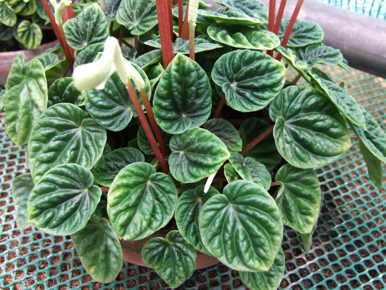 Emerald Ripple Peperomia (Peperomia Caperata) — requiring well-drained soil; for optimal growth.<br><br>With occasional light feeding and pruning