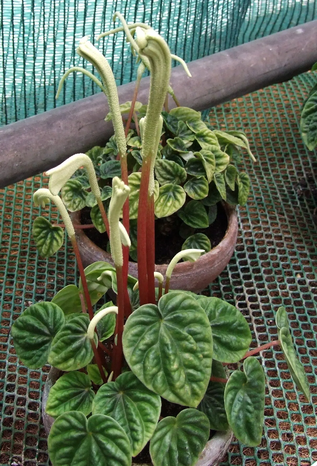 Emerald Ripple Peperomia (Peperomia Caperata) — emerald-green leaves which brandish a unique corrugated texture; mimicking its native habitat's, image 76