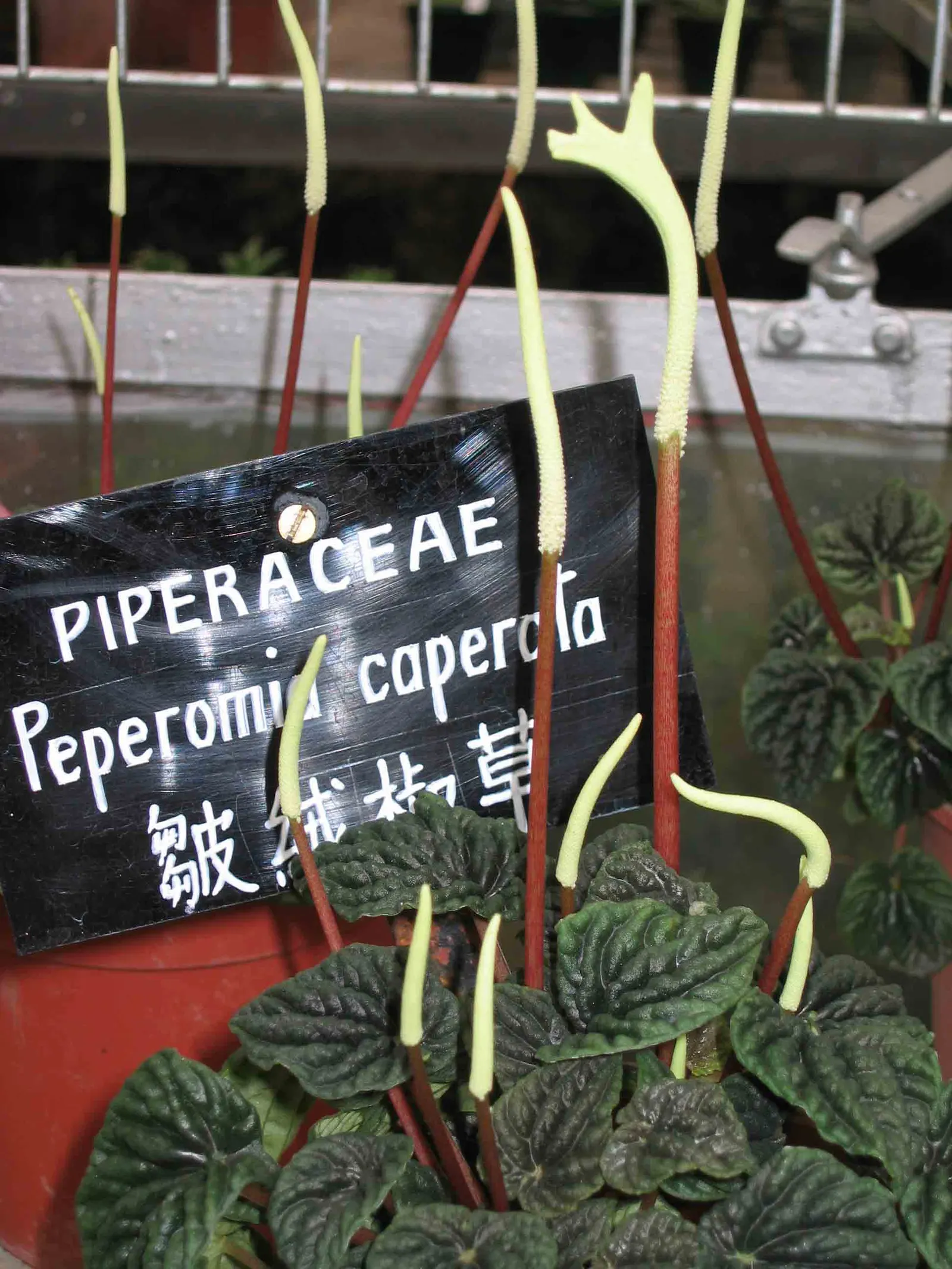 Emerald Ripple Peperomia (Peperomia Caperata) — scientifically known as Peperomia caperata