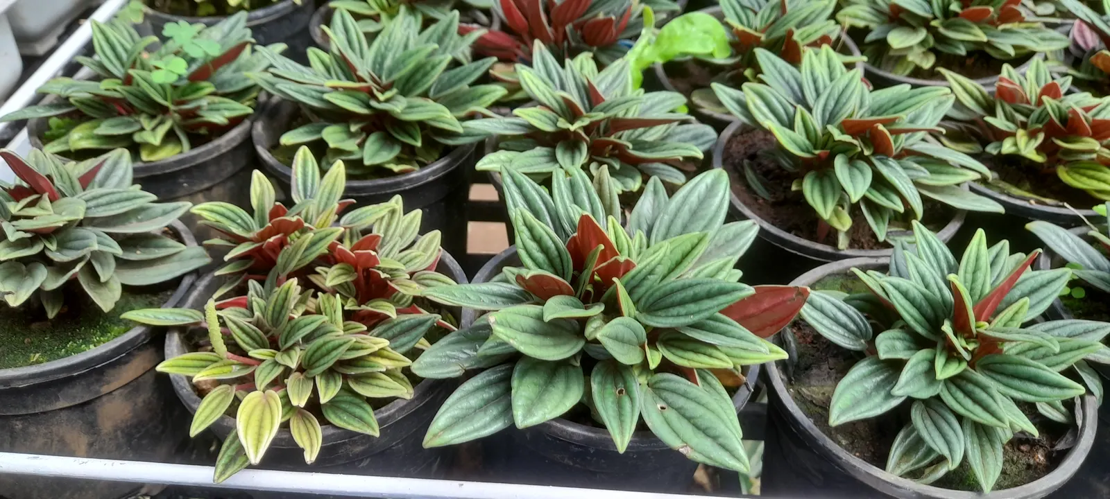 Emerald Ripple Peperomia (Peperomia Caperata) — shielded from the intense midday sun; minimal watering is recommended
