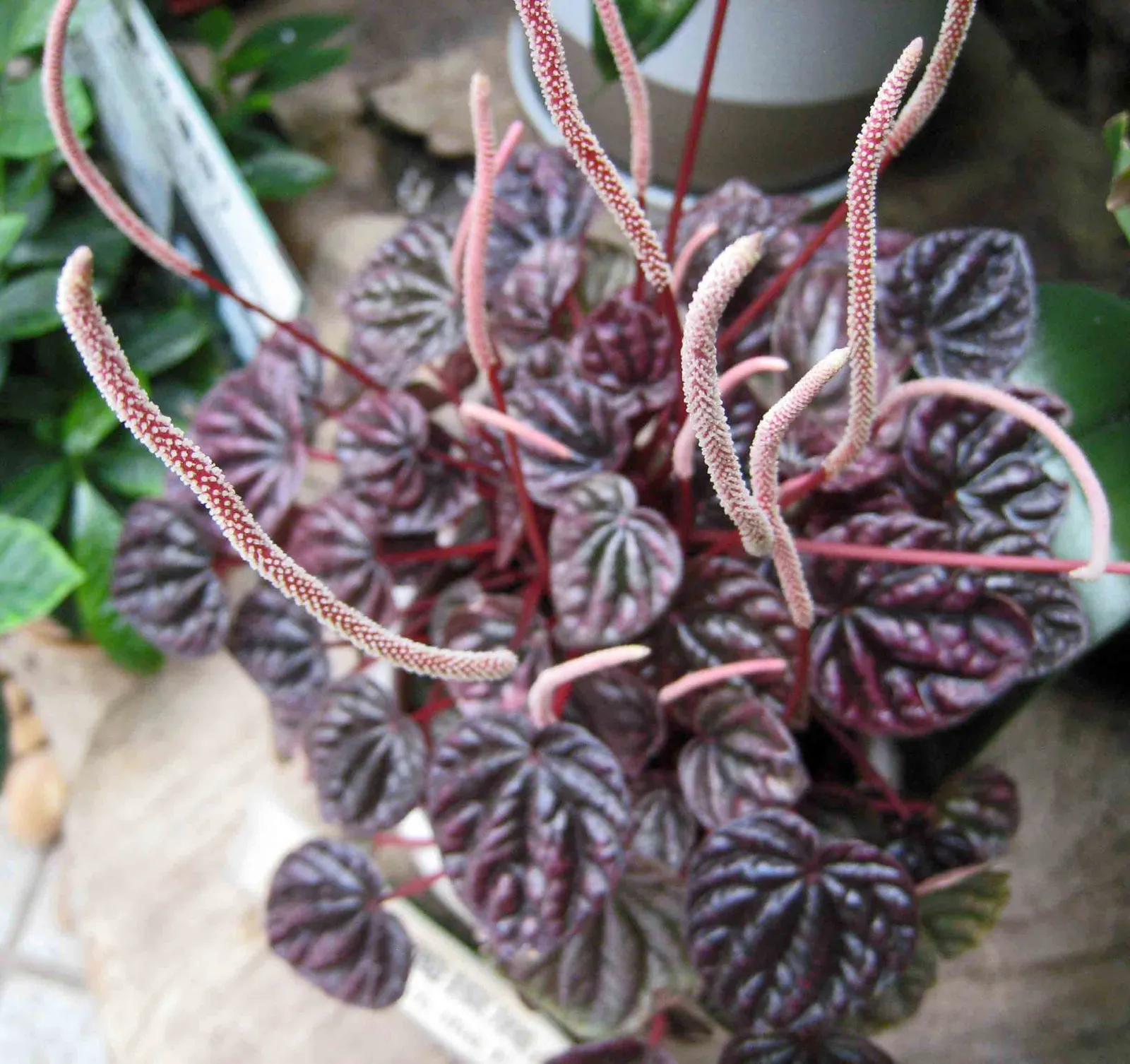 Emerald Ripple Peperomia (Peperomia Caperata) — stands as an ornamental choice for both indoor and outdoor shaded areas within the landscape