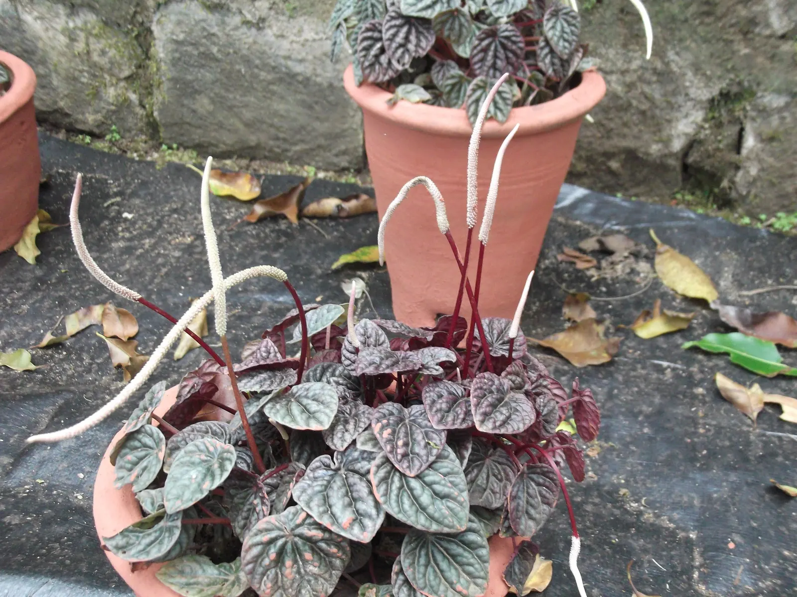 Emerald Ripple Peperomia (Peperomia Caperata) — emerald-green leaves which brandish a unique corrugated texture; mimicking its native habitat's loamy and rich