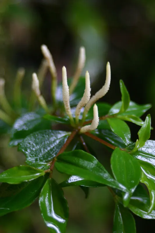 Emerald Ripple Peperomia (Peperomia Caperata) — heart-shaped leaves with deep ridges; this herbaceous perennial is celebrated for its rich, image 66