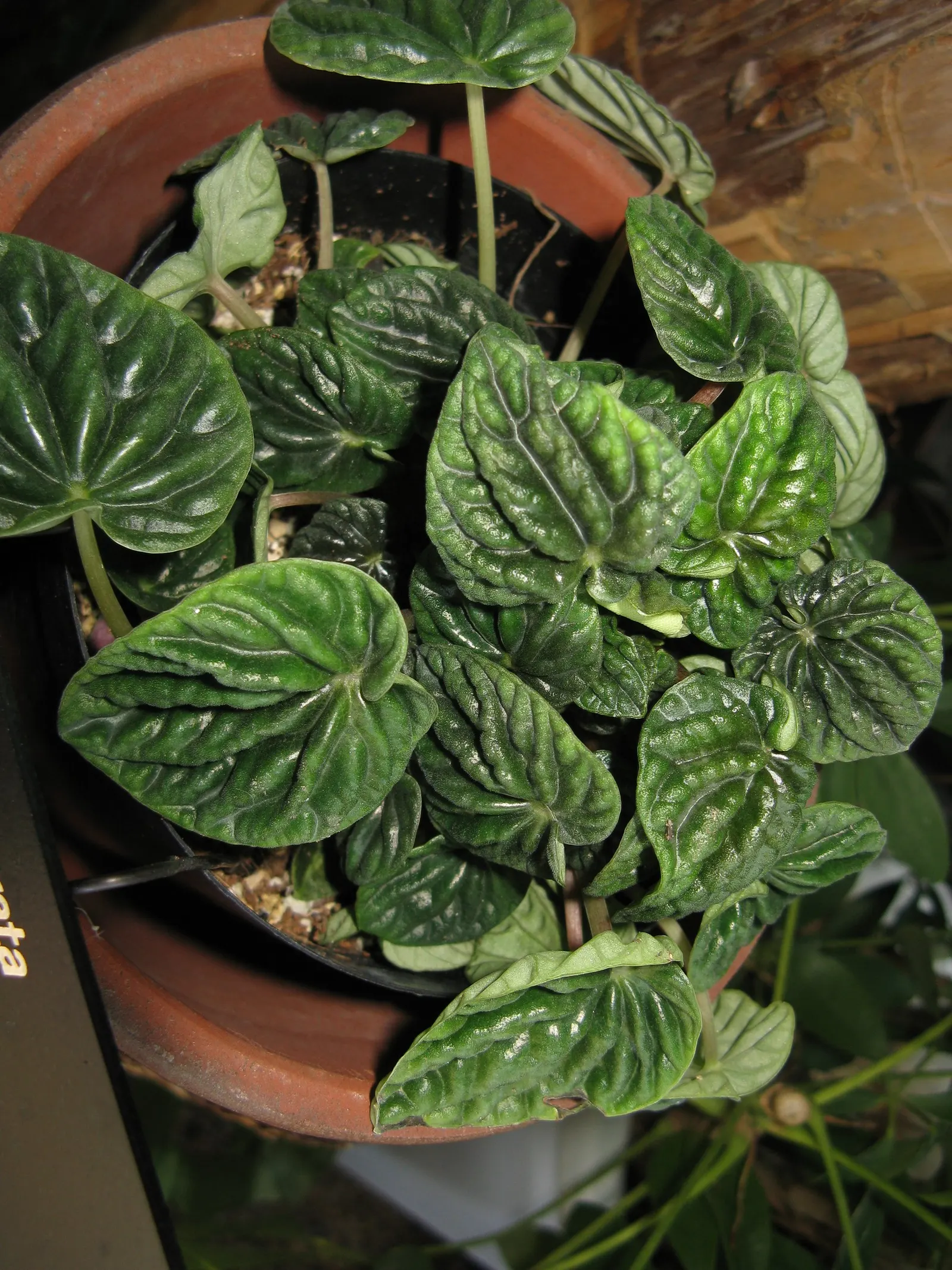 Emerald Ripple Peperomia (Peperomia Caperata) — or as an understory plant among taller garden companions
