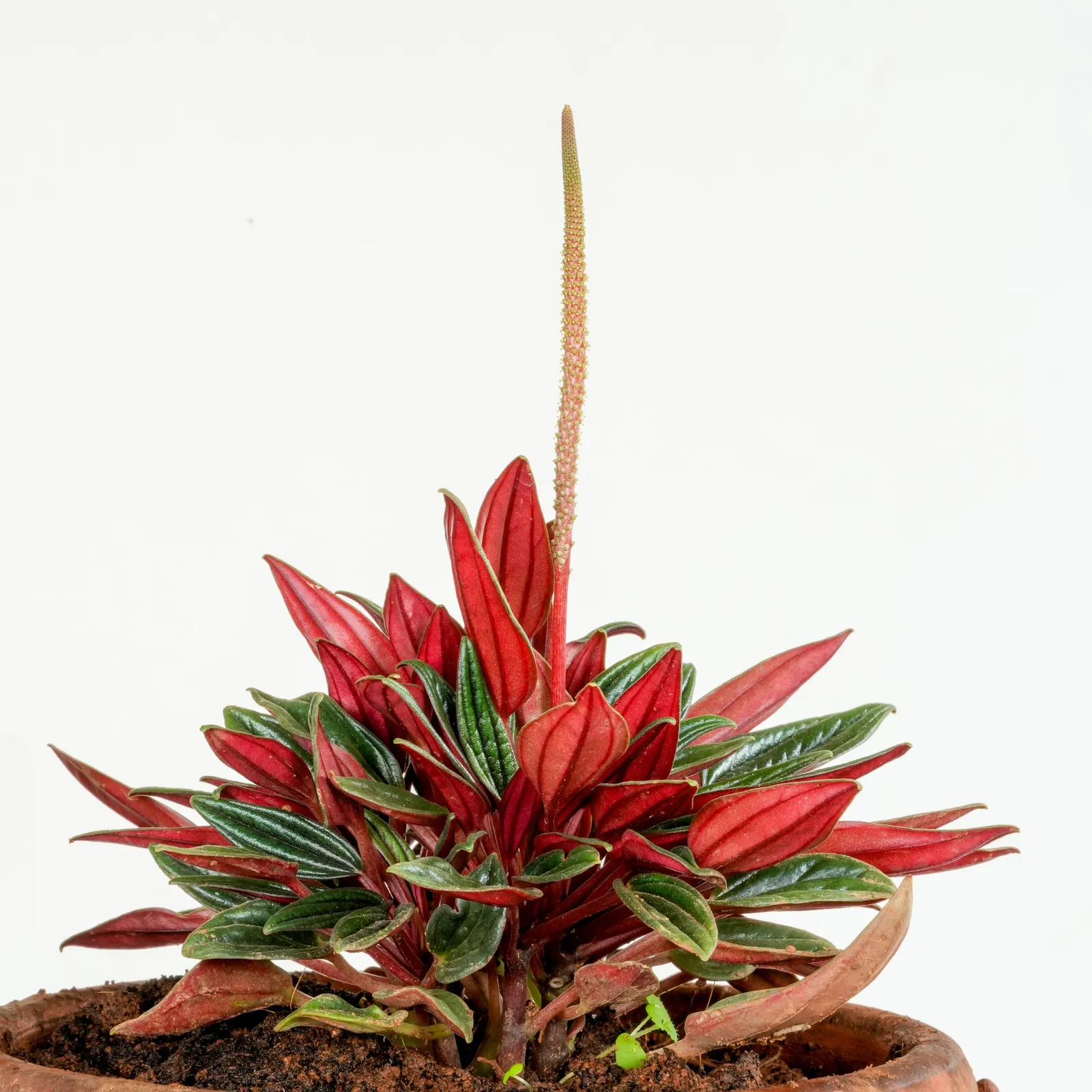 Emerald Ripple Peperomia (Peperomia Caperata) — depending on climate and season; be mindful to incorporate well-draining soil