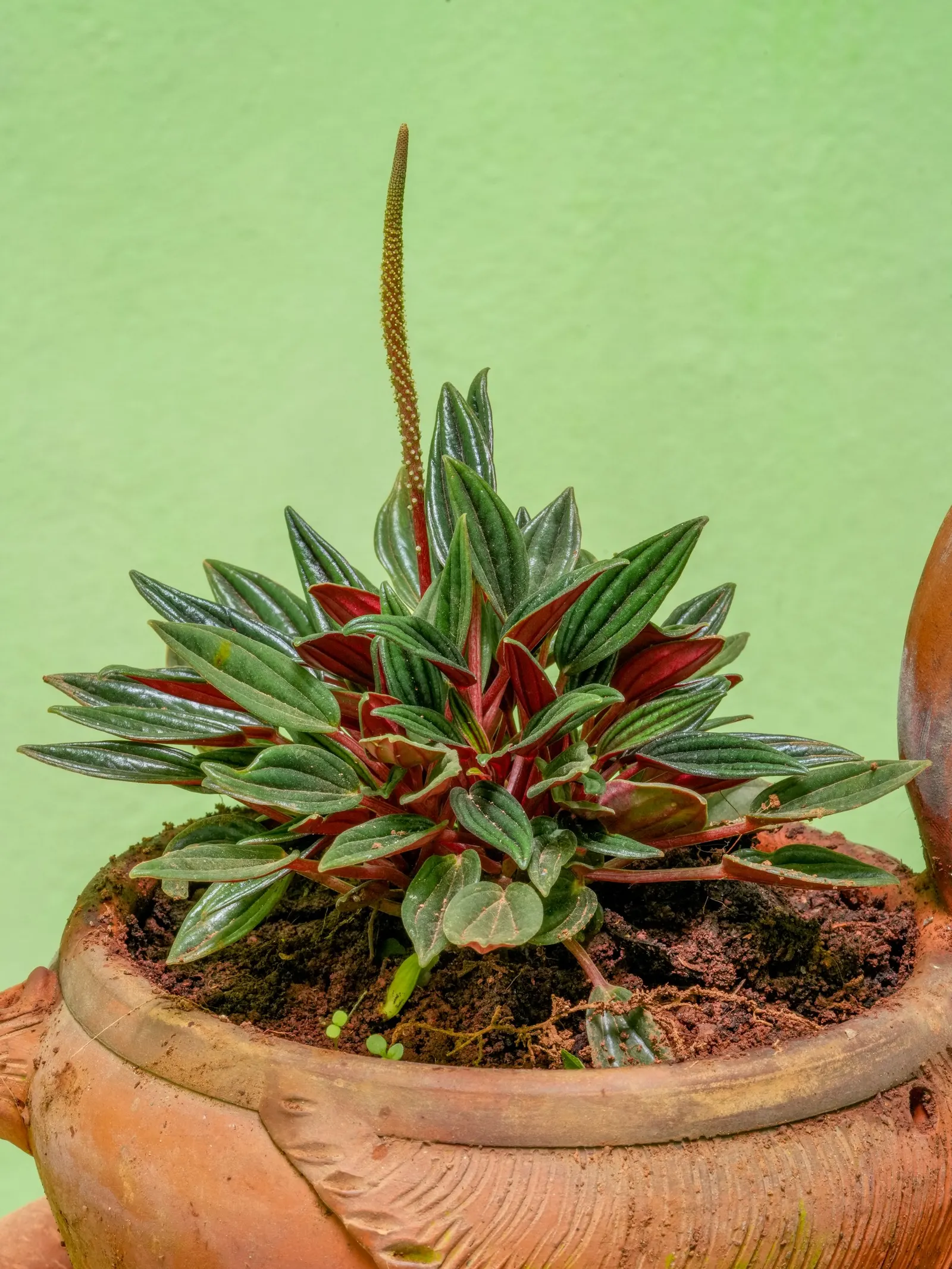 Emerald Ripple Peperomia (Peperomia Caperata) — be mindful to incorporate well-draining soil