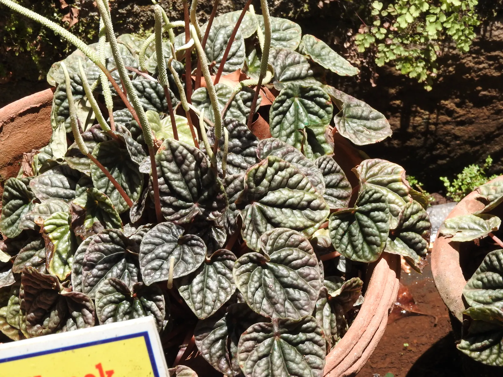 Emerald Ripple Peperomia (Peperomia Caperata) — shielded from the intense midday sun
