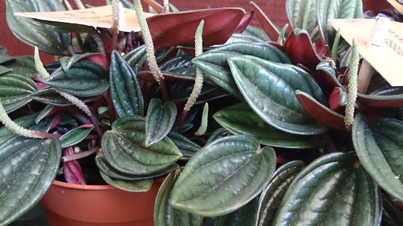 Emerald Ripple Peperomia (Peperomia Caperata) — or as a delicate indoor accent; depending on climate and season, image 72