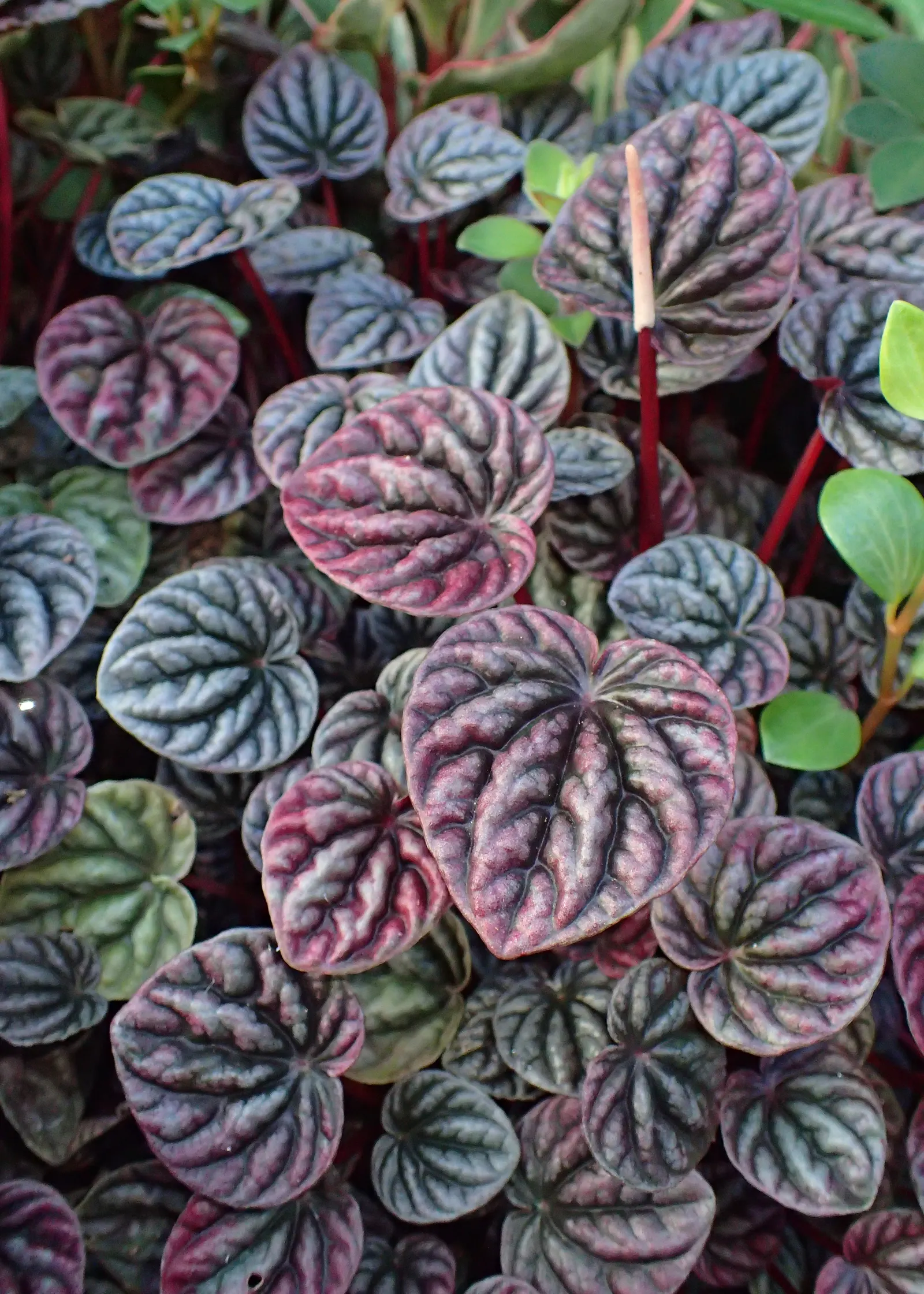 Emerald Ripple Peperomia (Peperomia Caperata) — white flowers in the garden