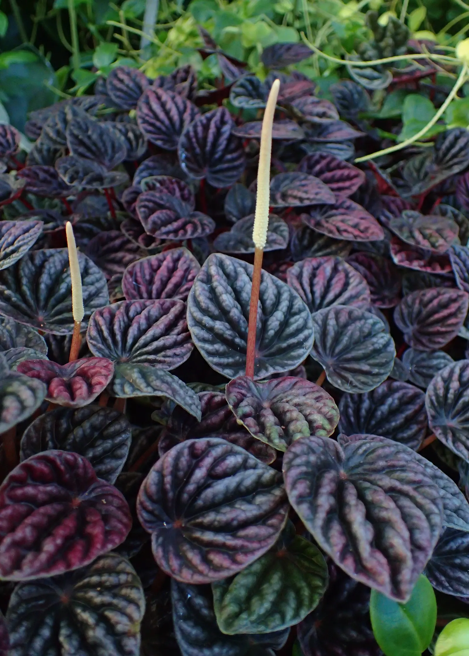 Emerald Ripple Peperomia (Peperomia Caperata) — ensuring the top inch of soil dries out between waterings; ideal temperatures range between 65 and 75 degrees