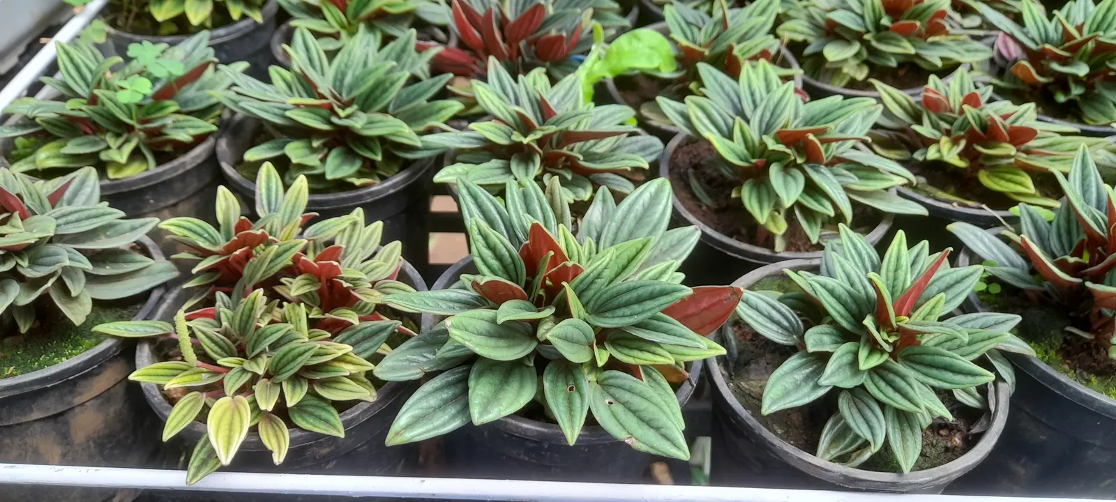 Emerald Ripple Peperomia (Peperomia Caperata) — scientifically known as Peperomia caperata; or as an understory plant among taller garden companions