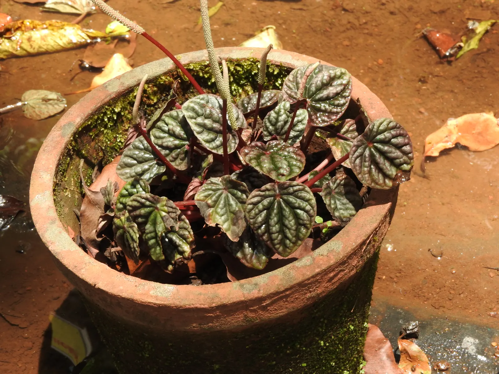 Emerald Ripple Peperomia (Peperomia Caperata) — mimicking its native habitat's loamy and rich substratum