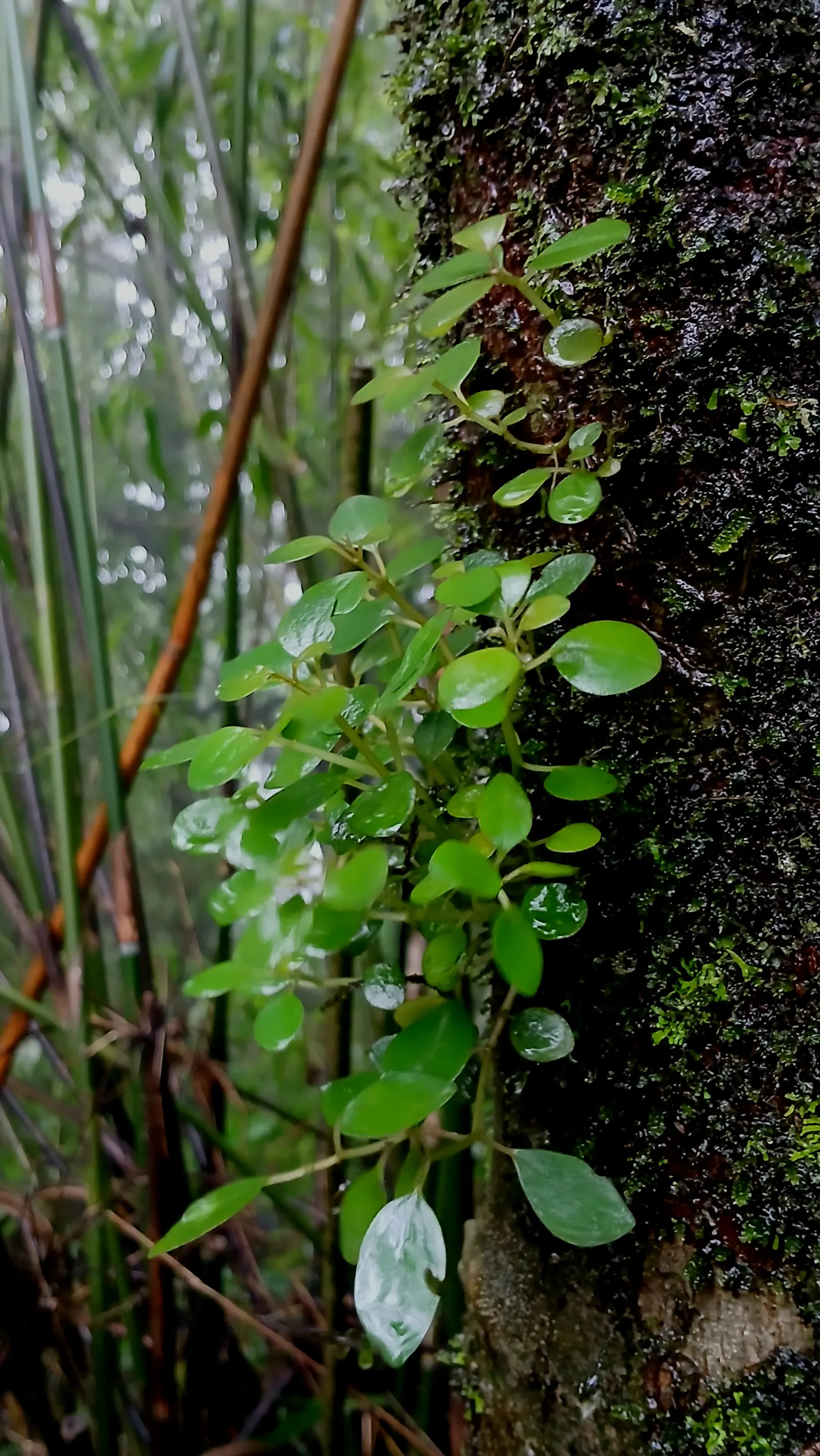 Emerald Ripple Peperomia (Peperomia Caperata) — are susceptible to root rot.<br><br>Noteworthy for its minimal water requirement; heart-shaped leaves with deep