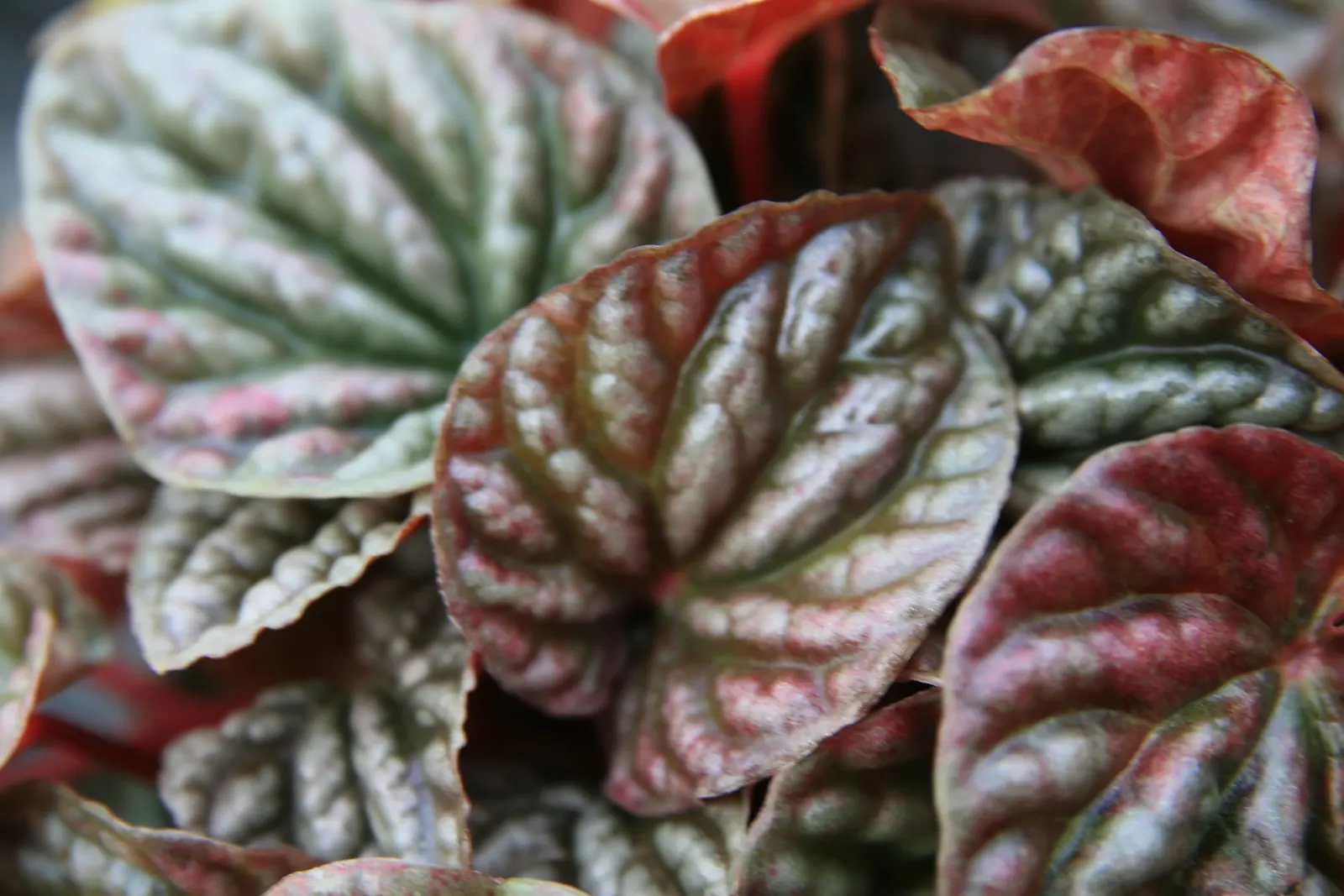 Emerald Ripple Peperomia (Peperomia Caperata) — mounding habit makes it perfect for shaded rock gardens; the foliage's lush appearance brings a, image 71