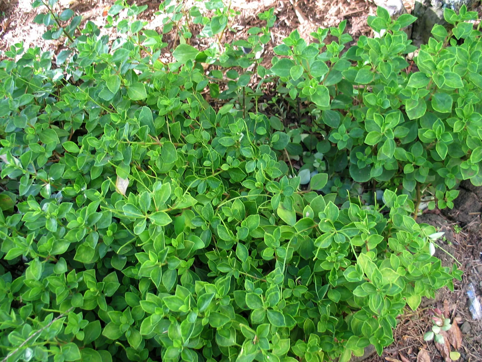 Emerald Ripple Peperomia (Peperomia Caperata) — requiring well-drained soil; for optimal growth.<br><br>With occasional light feeding and pruning, image 68