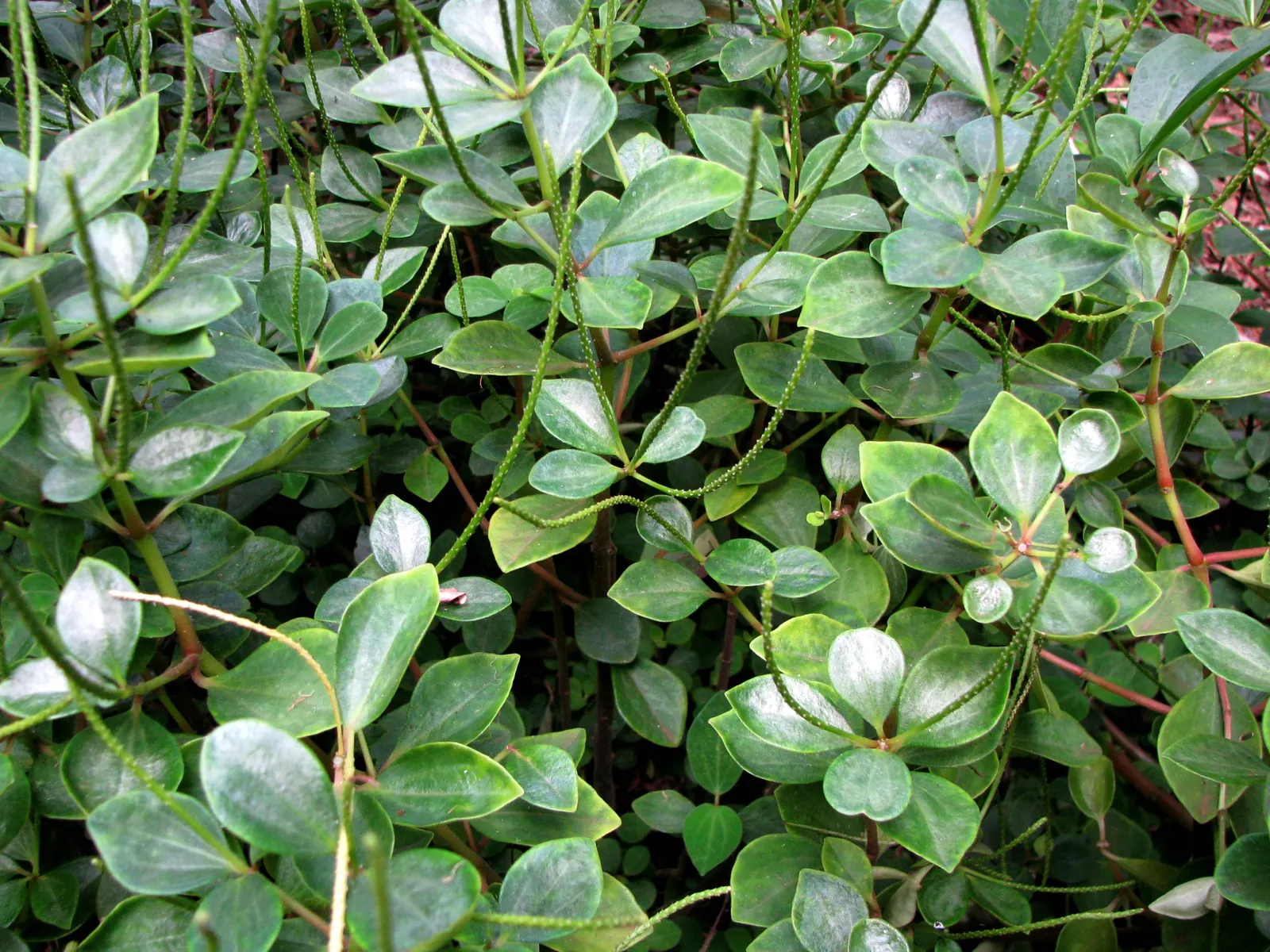 Emerald Ripple Peperomia (Peperomia Caperata) — Ideal temperatures range between 65 and 75 degrees Fahrenheit; white flowers in the garden