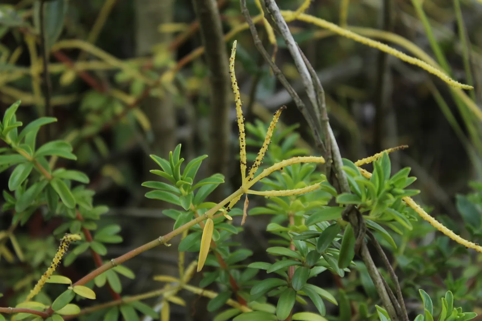 Emerald Ripple Peperomia (Peperomia Caperata) — It thrives in partial to full shade; while maintaining a consistent soil moisture level without waterlogging