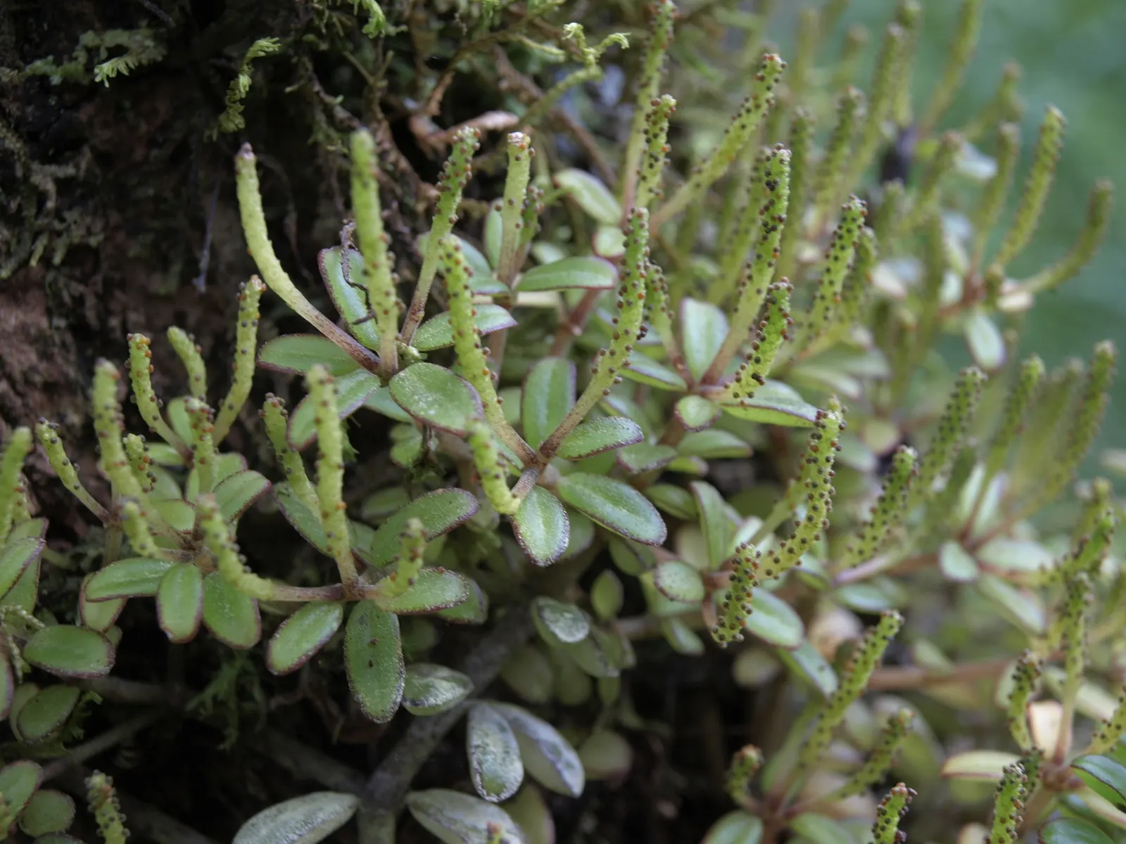 Emerald Ripple Peperomia (Peperomia Caperata) — mounding habit makes it perfect for shaded rock gardens