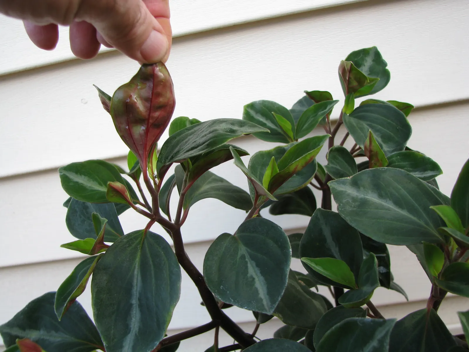 Emerald Ripple Peperomia (Peperomia Caperata) — adding a textural contrast with its ornately patterned leaves