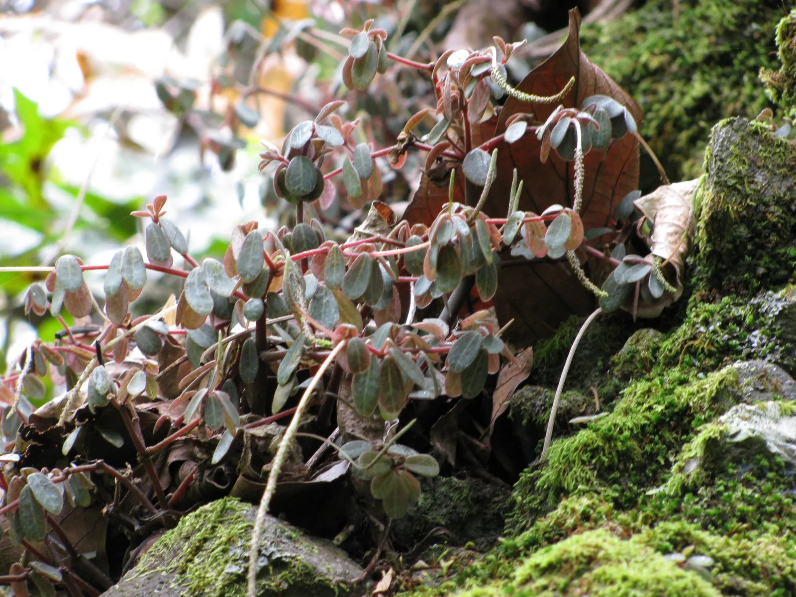 Emerald Ripple Peperomia (Peperomia Caperata) — emerald-green leaves which brandish a unique corrugated texture