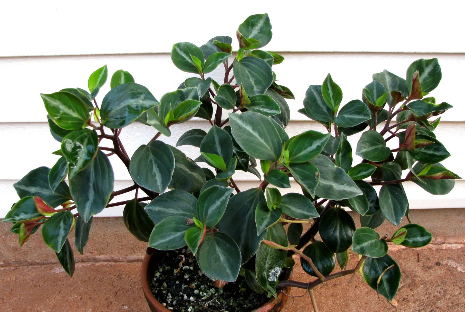 Emerald Ripple Peperomia (Peperomia Caperata) — mimicking its native habitat's loamy and rich substratum; the Emerald Ripple should be watered approximately