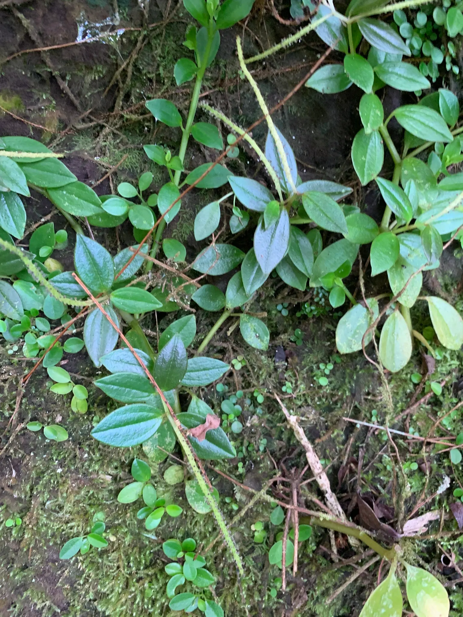 Emerald Ripple Peperomia (Peperomia Caperata) — Peperomia caperata is generally pest-resistant and requires little maintenance