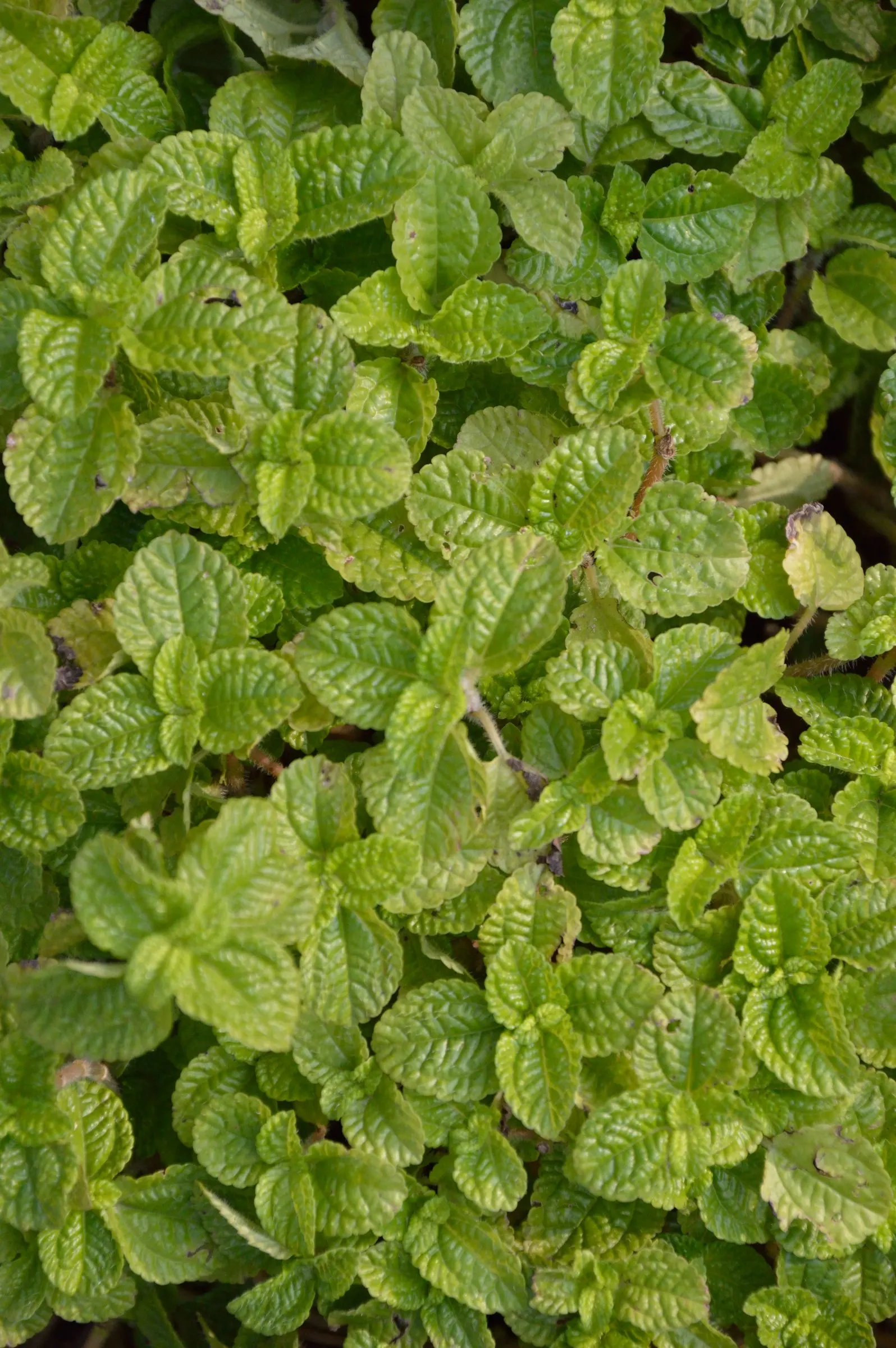 Emerald Ripple Peperomia (Peperomia Caperata) — depending on climate and season