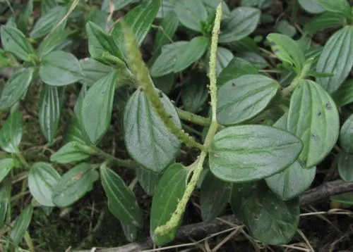 Emerald Ripple Peperomia (Peperomia Caperata) — This herbaceous perennial is celebrated for its rich; stands as an ornamental choice for both indoor and