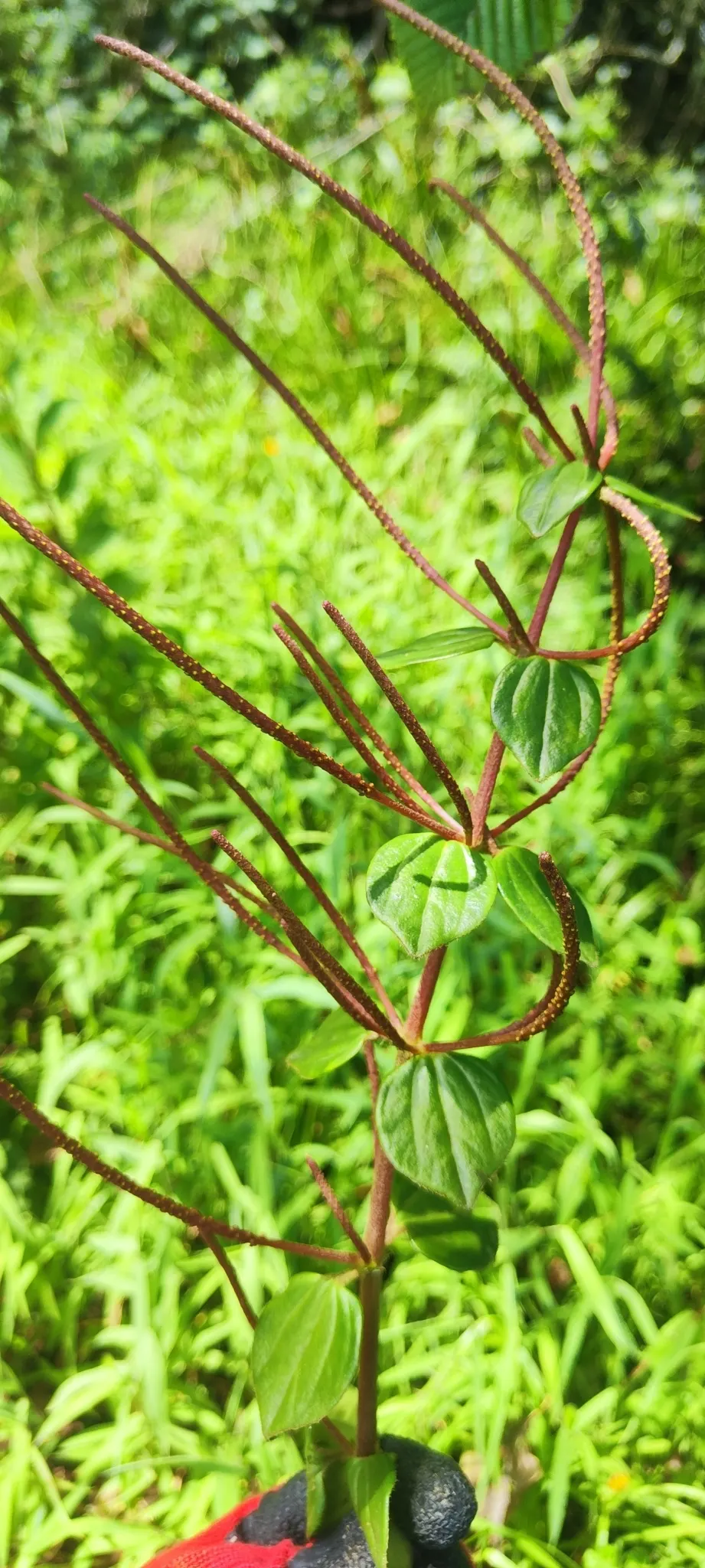 Emerald Ripple Peperomia (Peperomia Caperata) — while maintaining a consistent soil moisture level without waterlogging