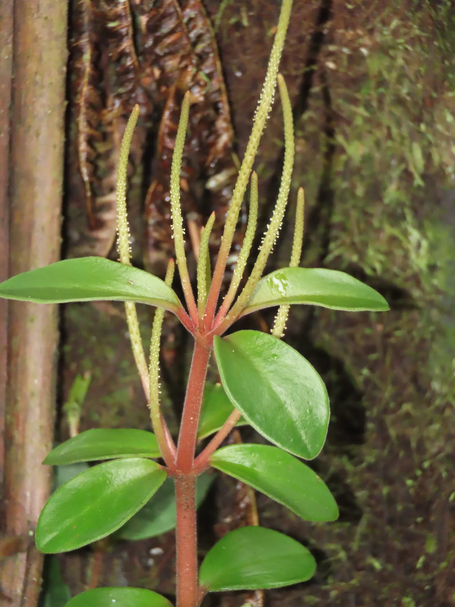 Emerald Ripple Peperomia (Peperomia Caperata) — resembling ripples across a serene pond; translating to a comfortable 18 to 24 degrees Celsius