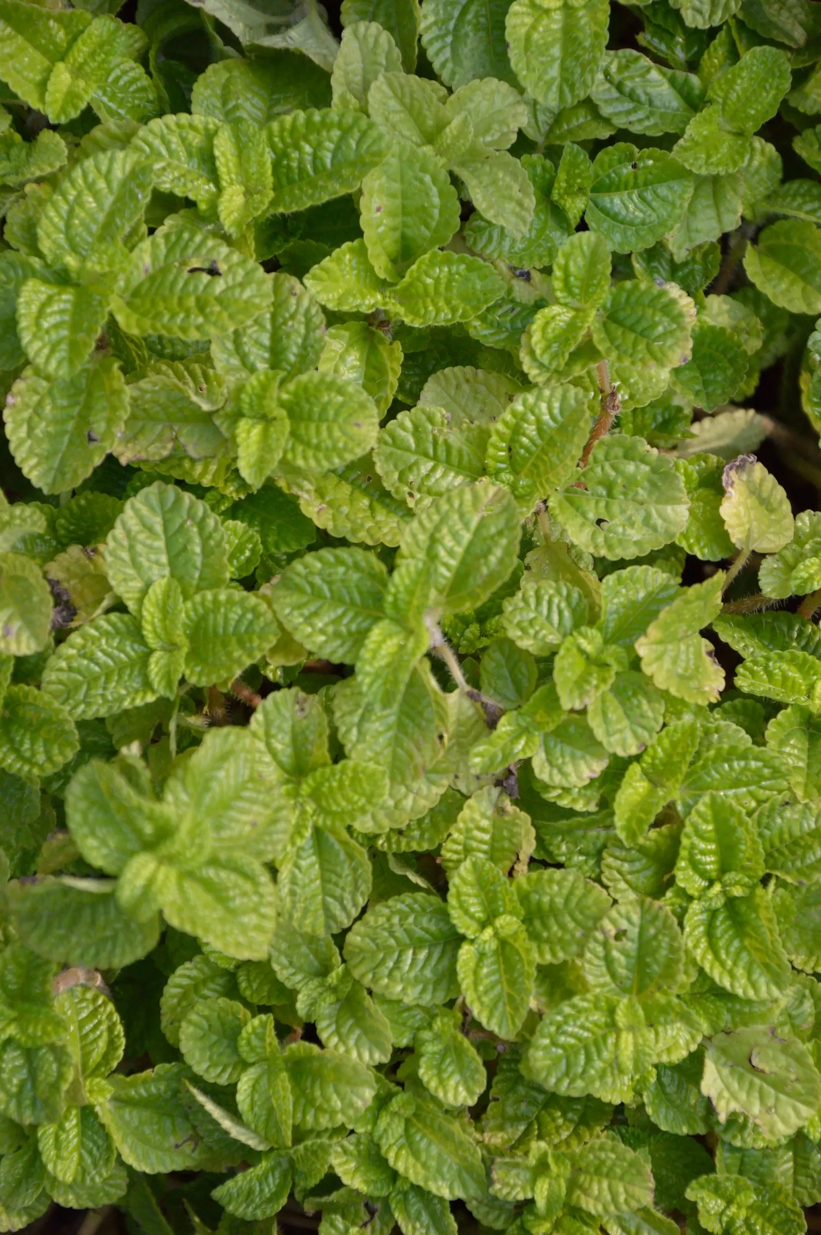 Emerald Ripple Peperomia (Peperomia Caperata) — Ideal temperatures range between 65 and 75 degrees Fahrenheit