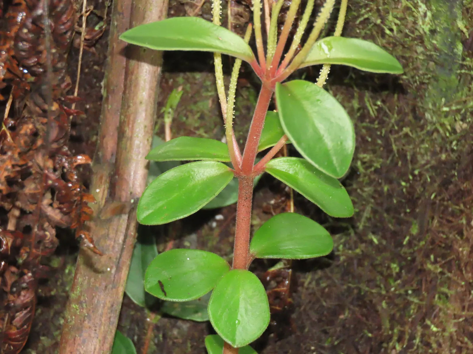 Emerald Ripple Peperomia (Peperomia Caperata) — mounding habit makes it perfect for shaded rock gardens; the foliage's lush appearance brings a velvety visual