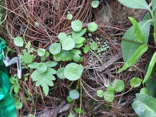 Emerald Ripple Peperomia (Peperomia Caperata) — heart-shaped leaves with deep ridges; this herbaceous perennial is celebrated for its rich