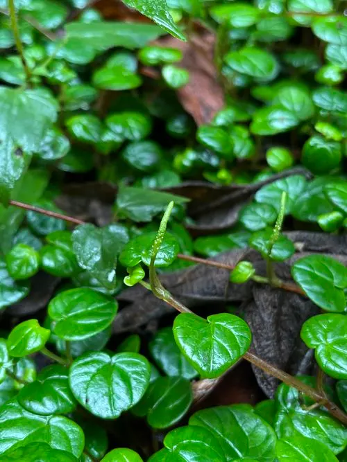 Emerald Ripple Peperomia (Peperomia Caperata) — and grows up to 8 inches tall and 6-8 inches wide