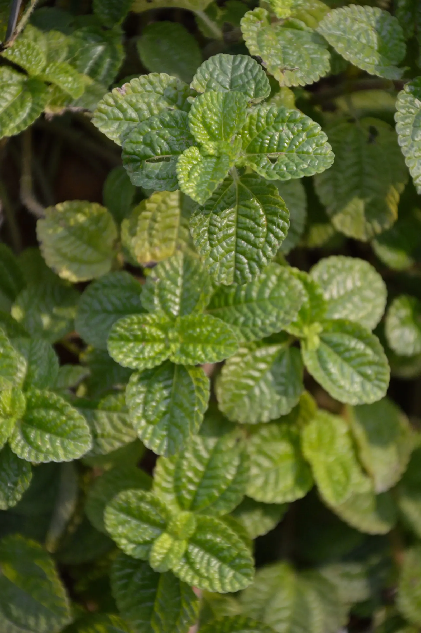 Emerald Ripple Peperomia (Peperomia Caperata) — This herbaceous perennial is celebrated for its rich