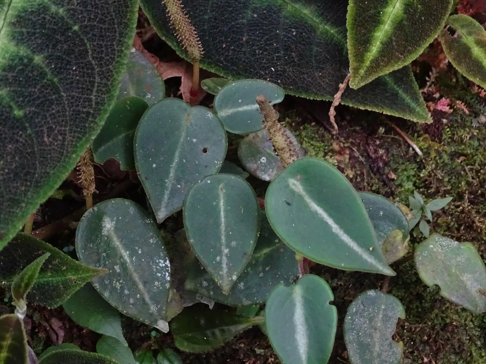 Emerald Ripple Peperomia (Peperomia Caperata) — while maintaining a consistent soil moisture level without waterlogging; its non-invasive nature and modest