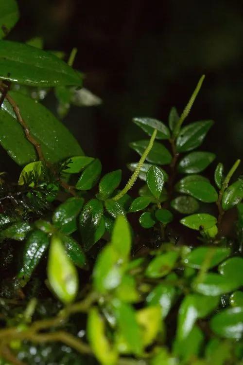 Emerald Ripple Peperomia (Peperomia Caperata) — the Emerald Ripple should be watered approximately once a week