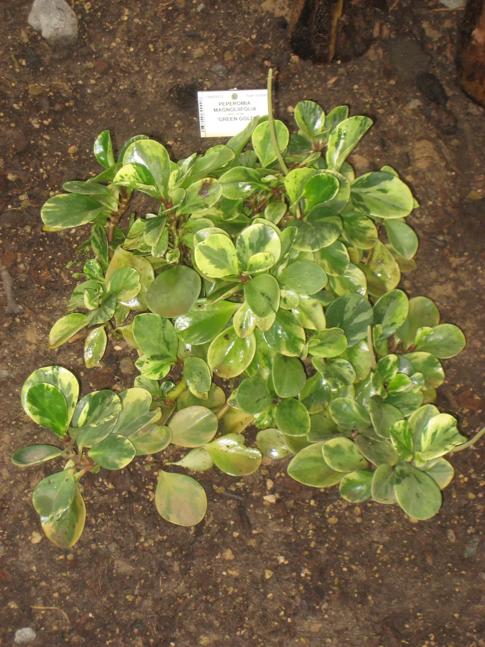 Emerald Ripple Peperomia (Peperomia Caperata) — Minimal watering is recommended