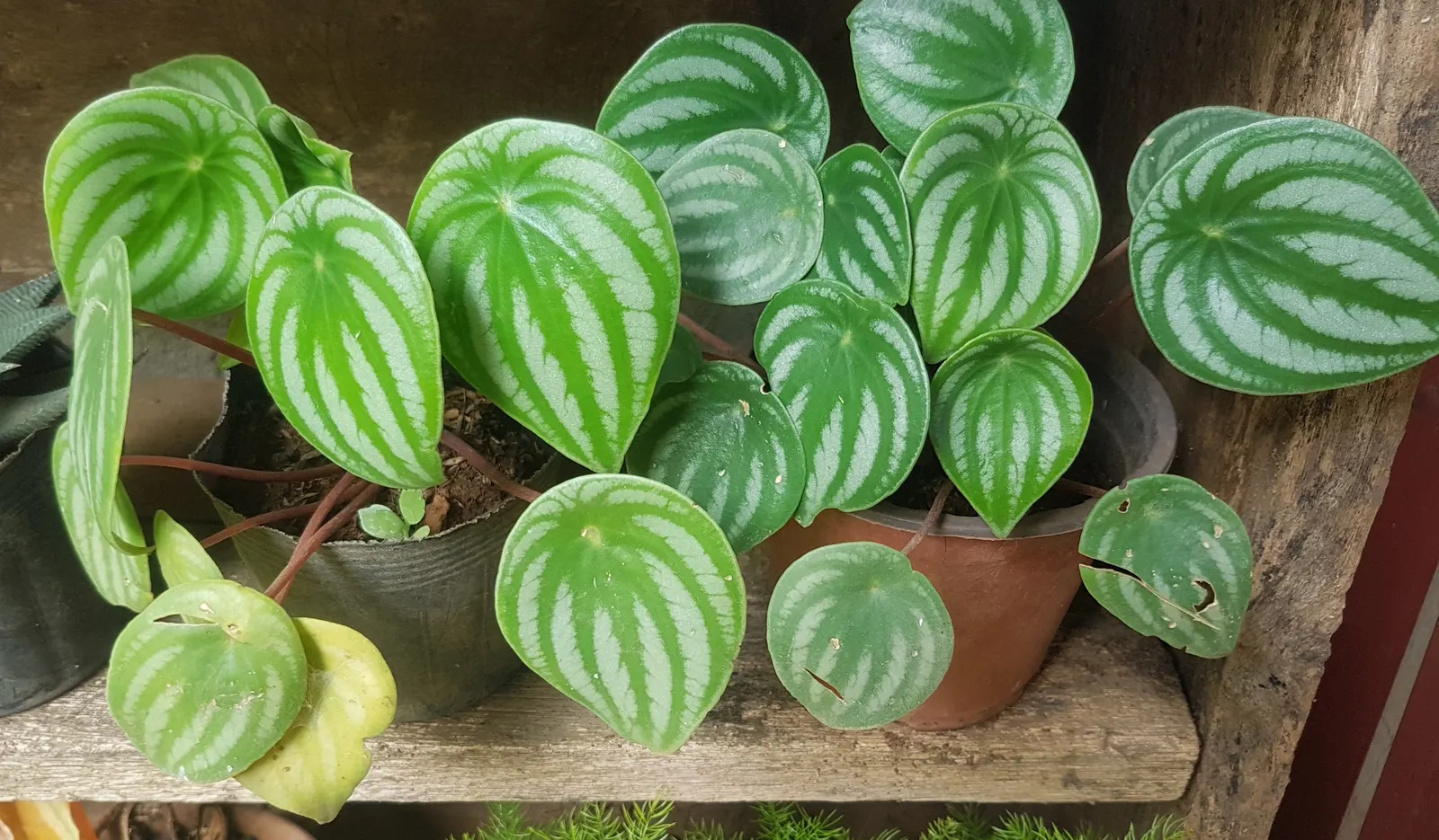 Emerald Ripple Peperomia (Peperomia Caperata) — It thrives in partial to full shade; while maintaining a consistent soil moisture level without, image 67