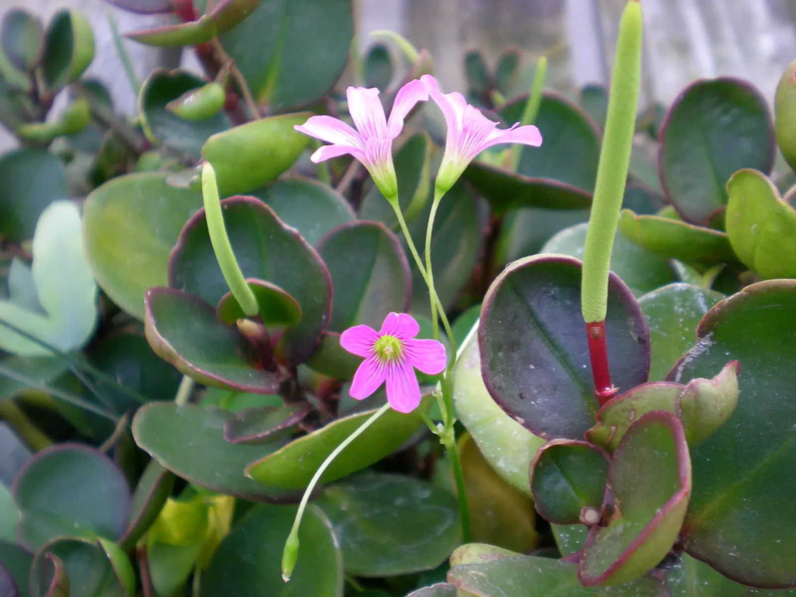 Emerald Ripple Peperomia (Peperomia Caperata) — translating to a comfortable 18 to 24 degrees Celsius; and grows up to 8 inches tall and 6-8 inches wide