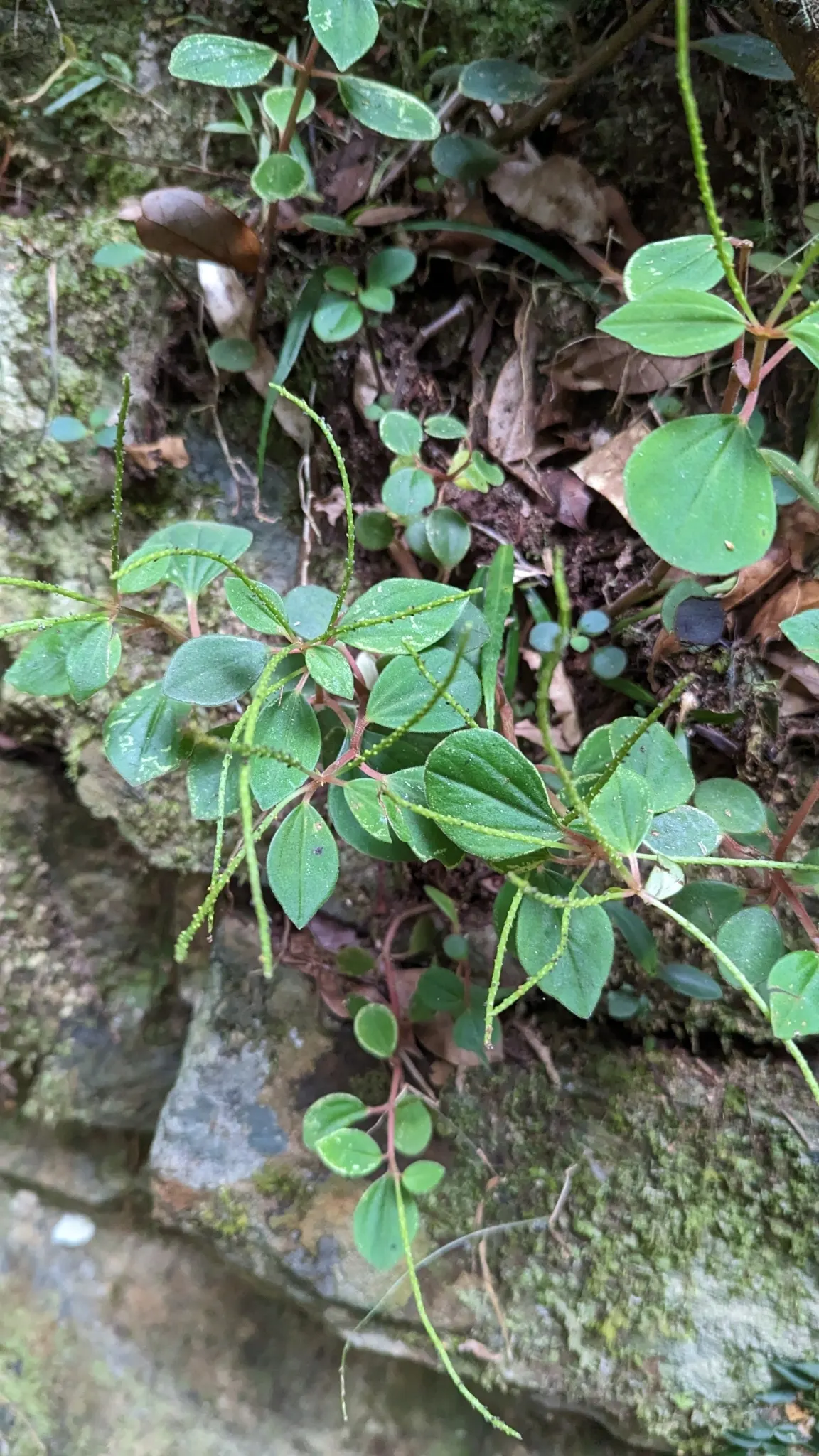 Emerald Ripple Peperomia (Peperomia Caperata) — The foliage's lush appearance brings a velvety visual appeal; ground cover / perennial with white blooms