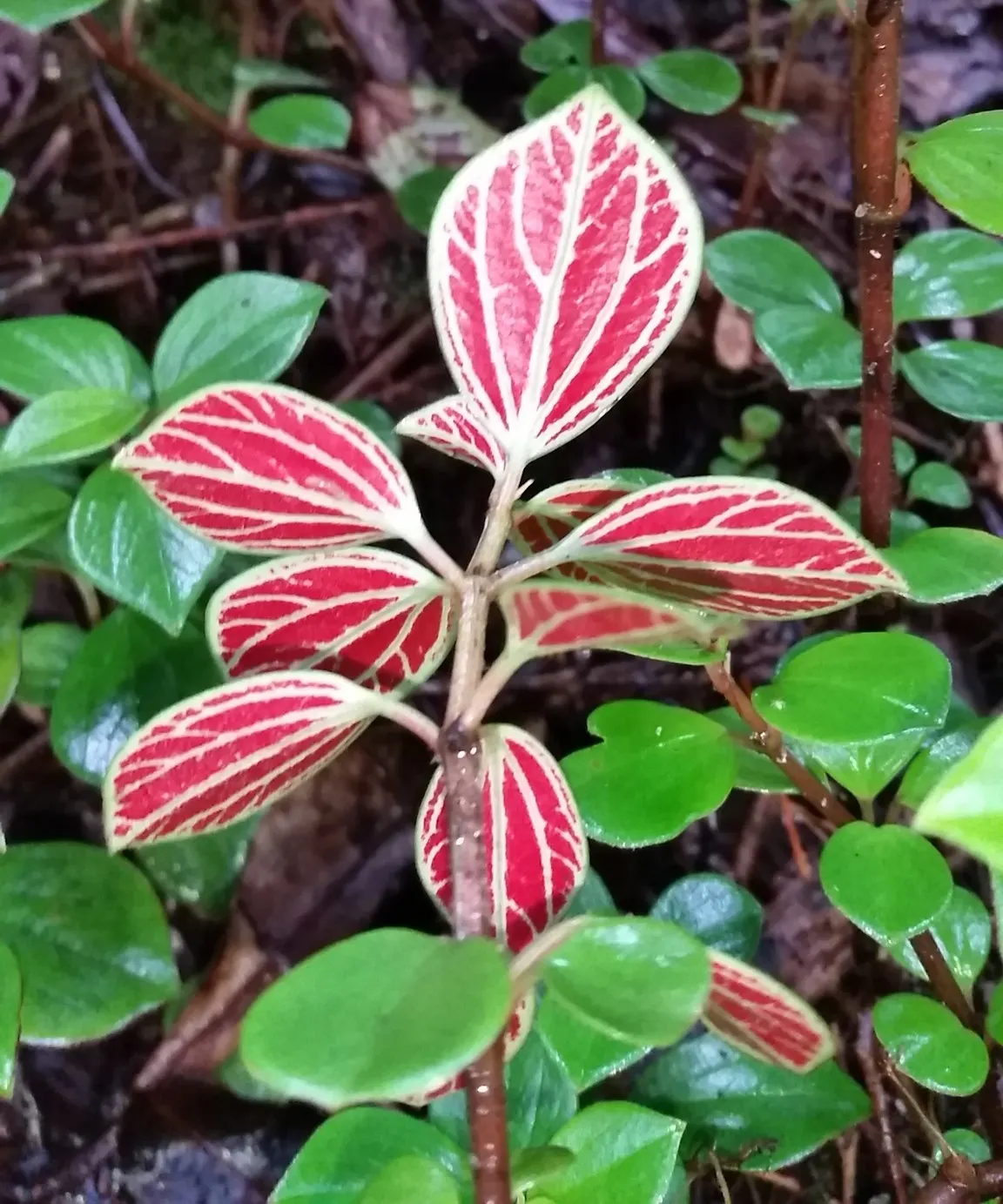 Emerald Ripple Peperomia (Peperomia Caperata) — ground cover / perennial for shade