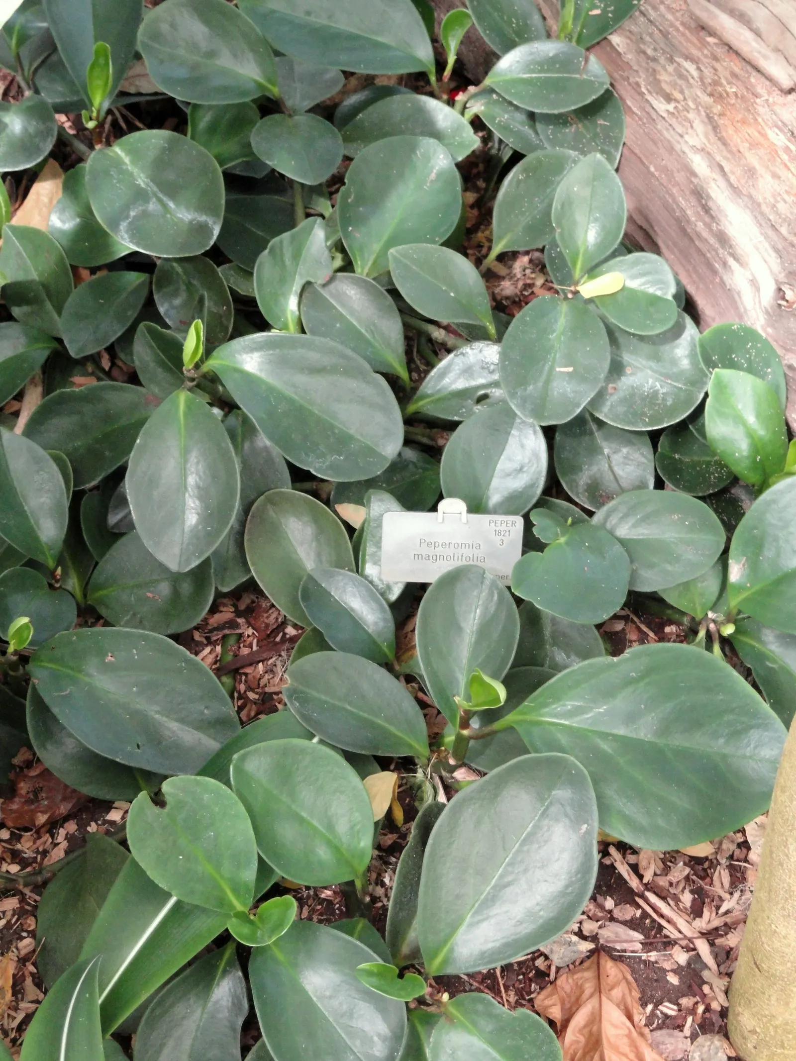 Emerald Ripple Peperomia (Peperomia Caperata) — are susceptible to root rot.<br><br>Noteworthy for its minimal water requirement