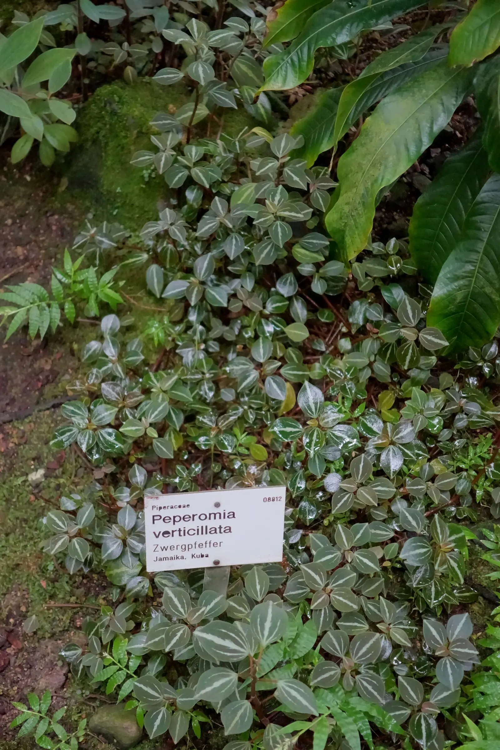 Emerald Ripple Peperomia (Peperomia Caperata) — the Emerald Ripple should be watered approximately once a week; scientifically known as Peperomia caperata