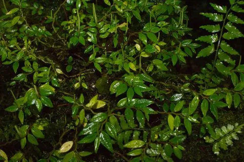 Emerald Ripple Peperomia (Peperomia Caperata) — scientifically known as Peperomia caperata; or as an understory plant among taller garden companions, image 73