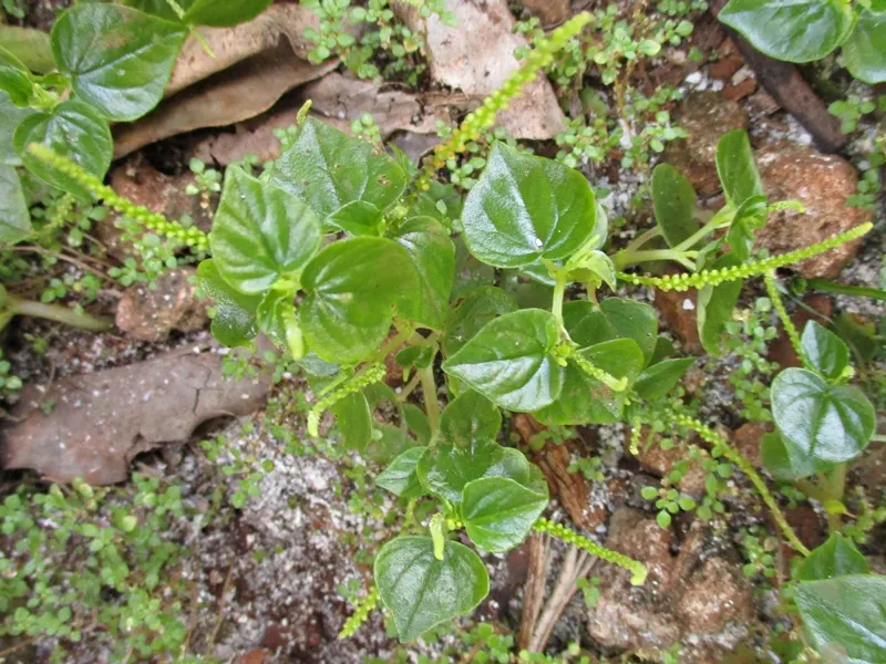 Emerald Ripple Peperomia (Peperomia Caperata) — or as a delicate indoor accent