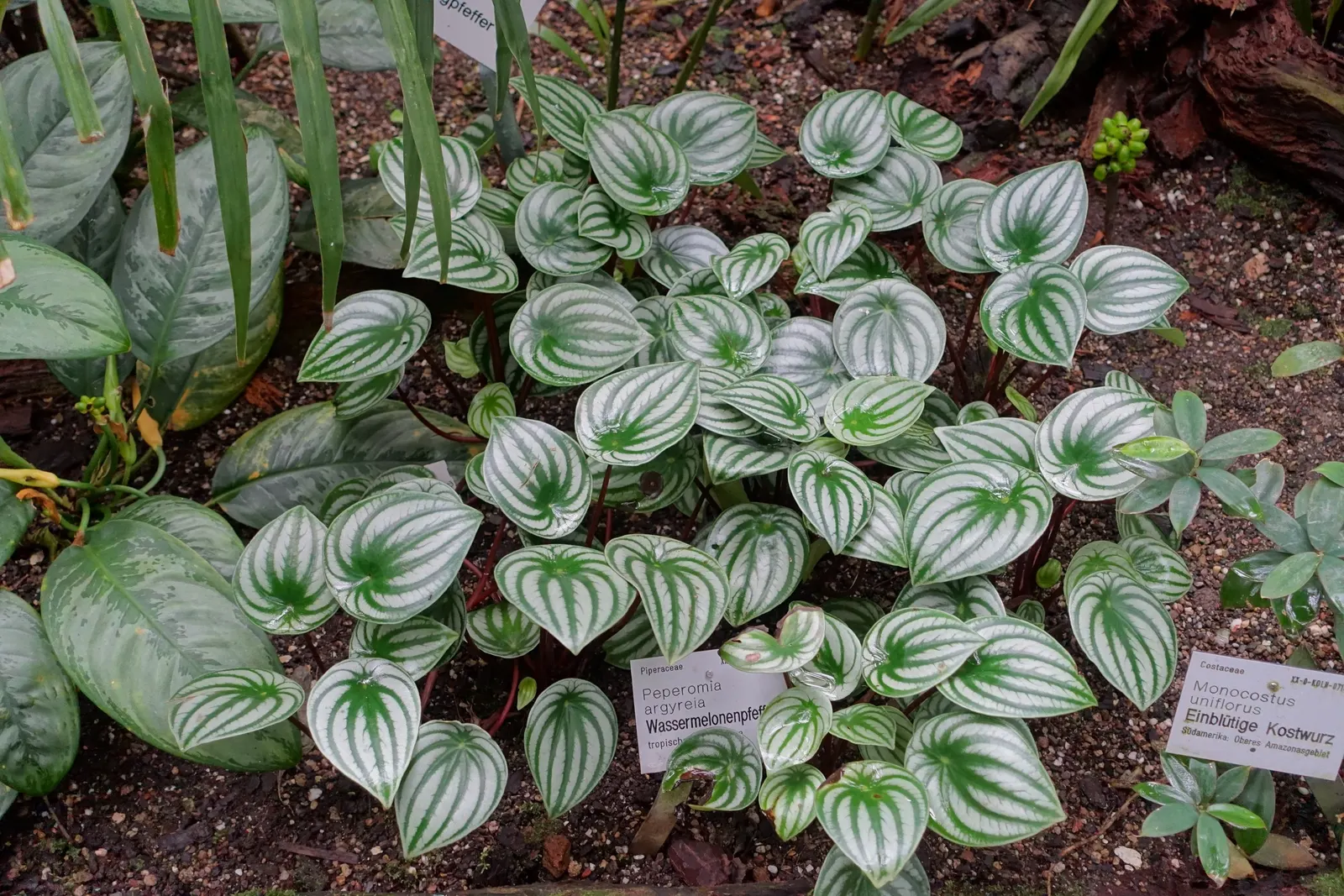 Emerald Ripple Peperomia (Peperomia Caperata) — or as an understory plant among taller garden companions; emerald Ripple Peperomia (Peperomia caperata) is a